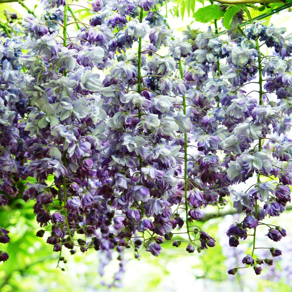 Wisteria floribunda Ed's Blue Dragon - Glicine