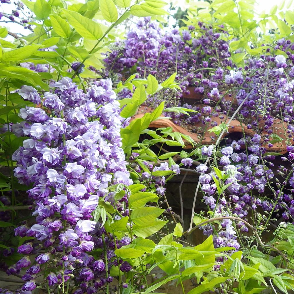 Wisteria floribunda Ed's Blue Dragon - Glicine