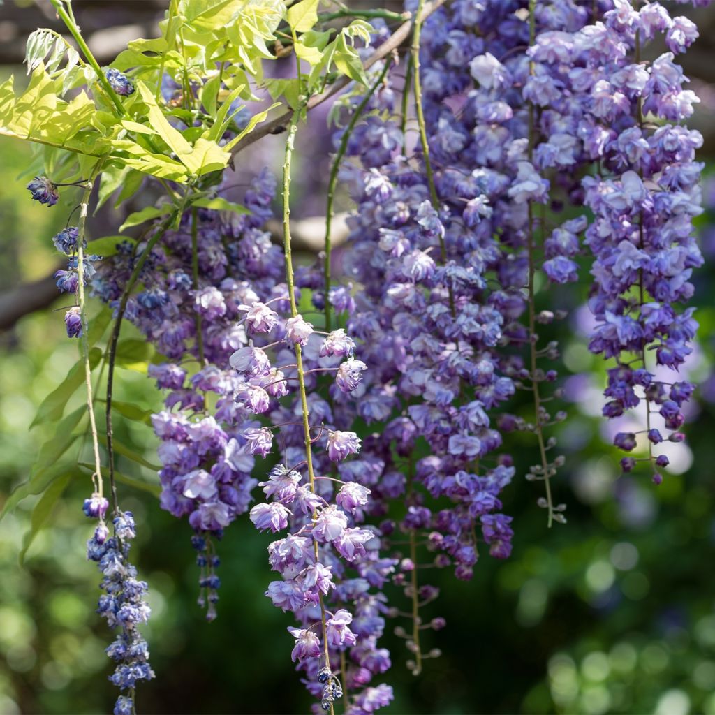 Wisteria floribunda Ed's Blue Dragon - Glicine