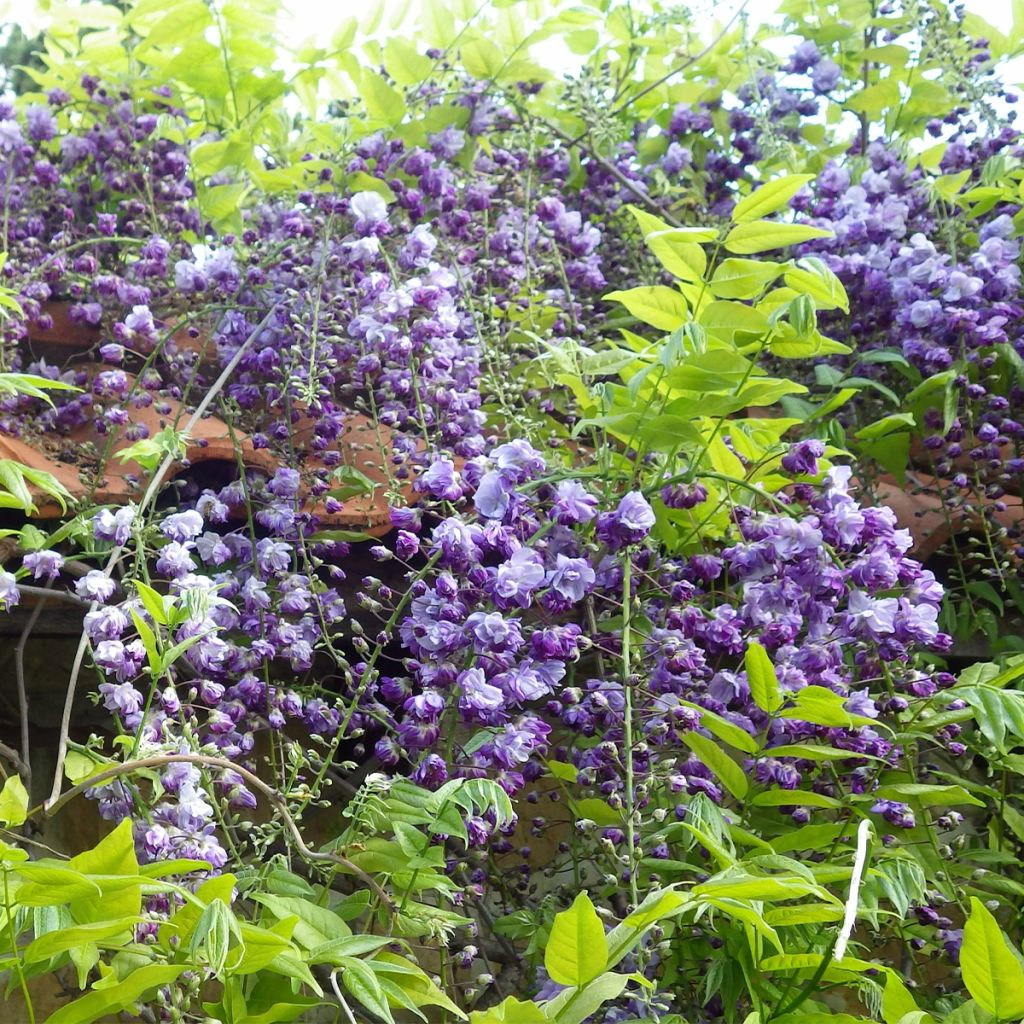 Wisteria floribunda Ed's Blue Dragon - Glicine