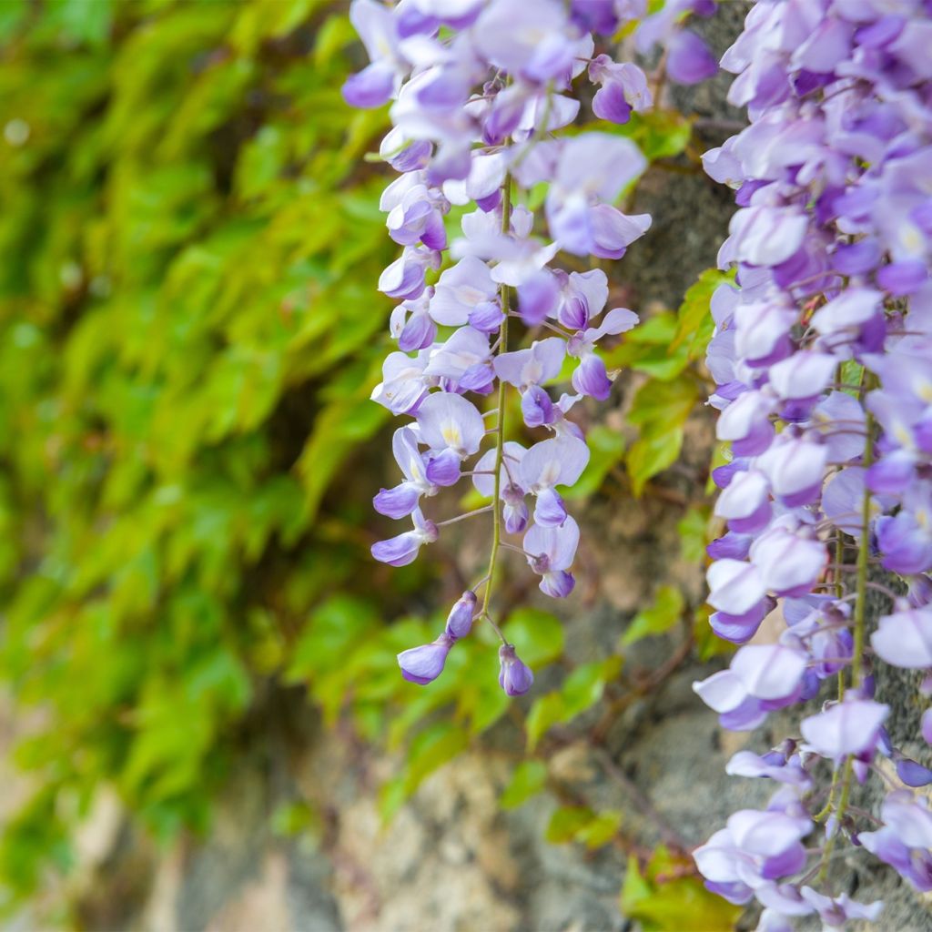 Glycine japonaise - Wisteria floribunda Premature