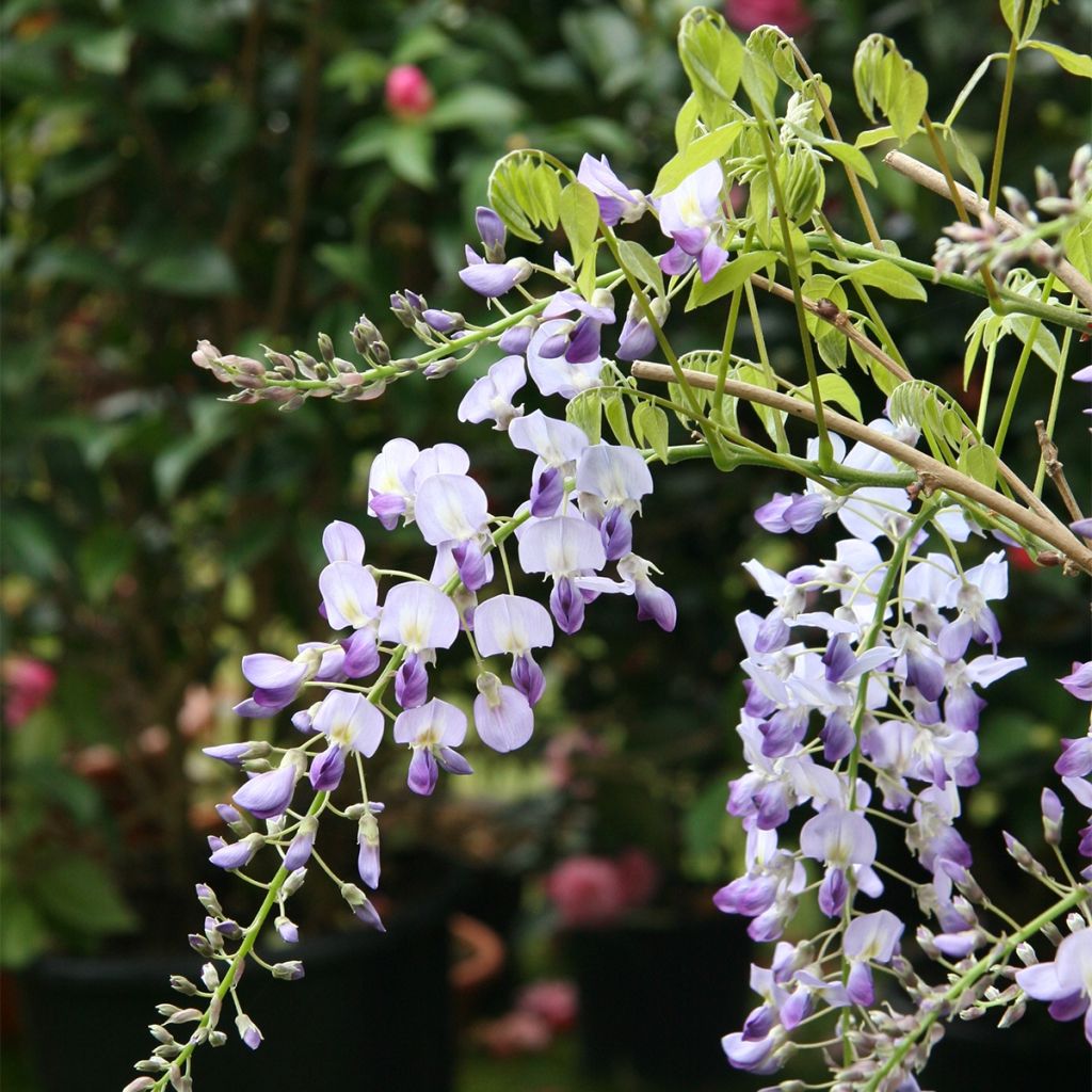 Glycine japonaise - Wisteria floribunda Premature