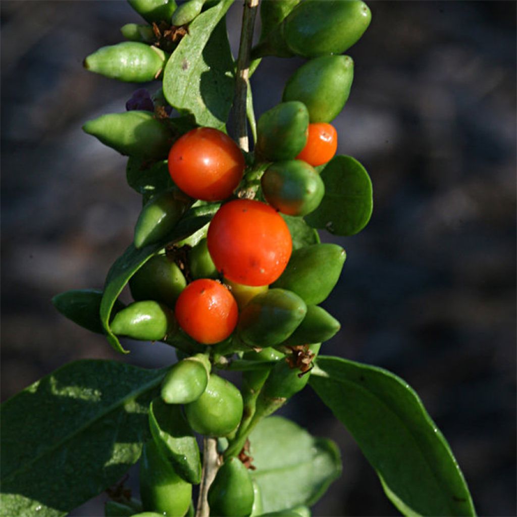 Goji Big Lifeberry® - Lycium barbarum