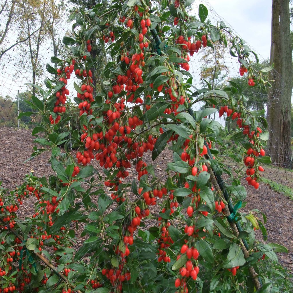 Goji Big Lifeberry® - Lycium barbarum