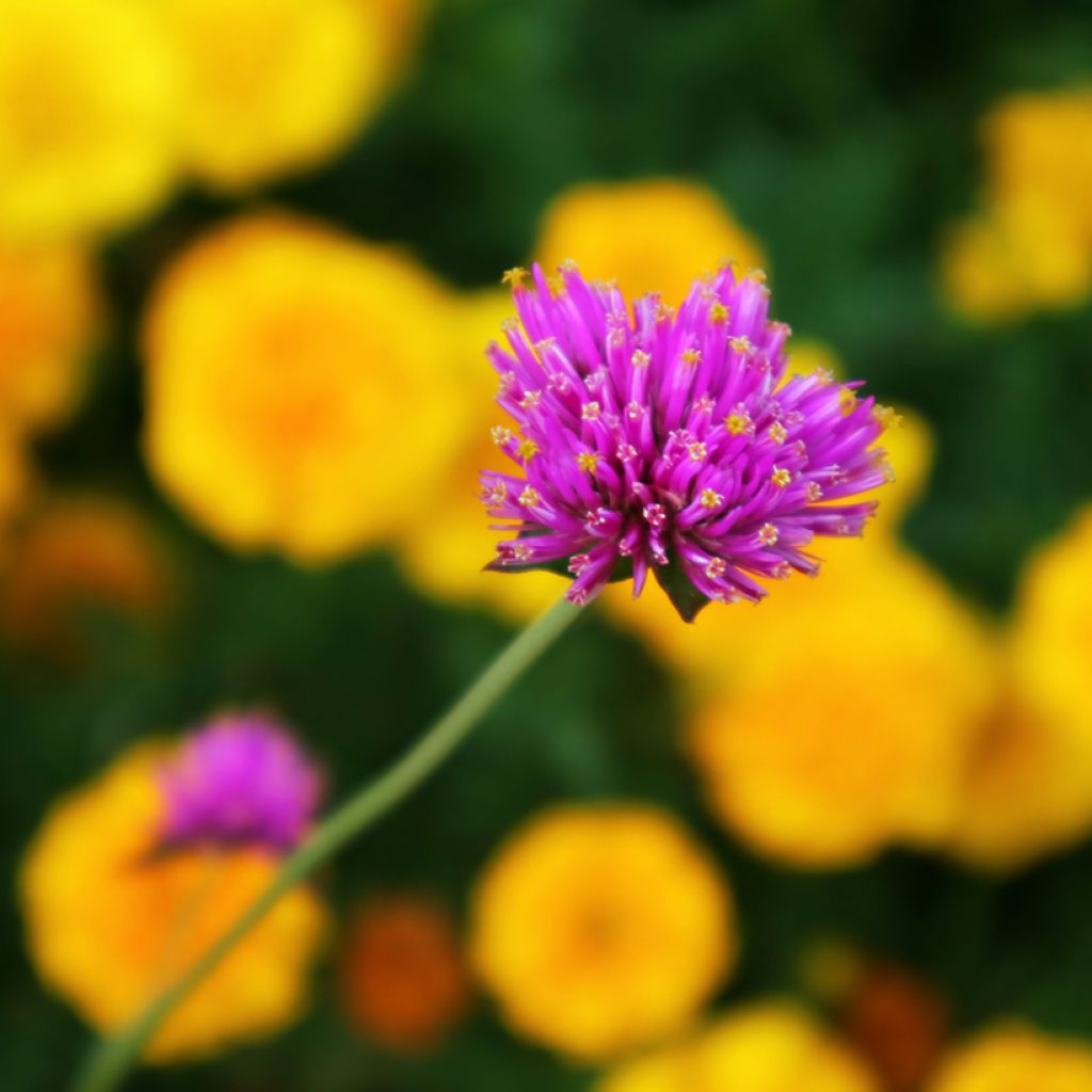 Gomphrena pulchella Truffula Pink - Amarantino