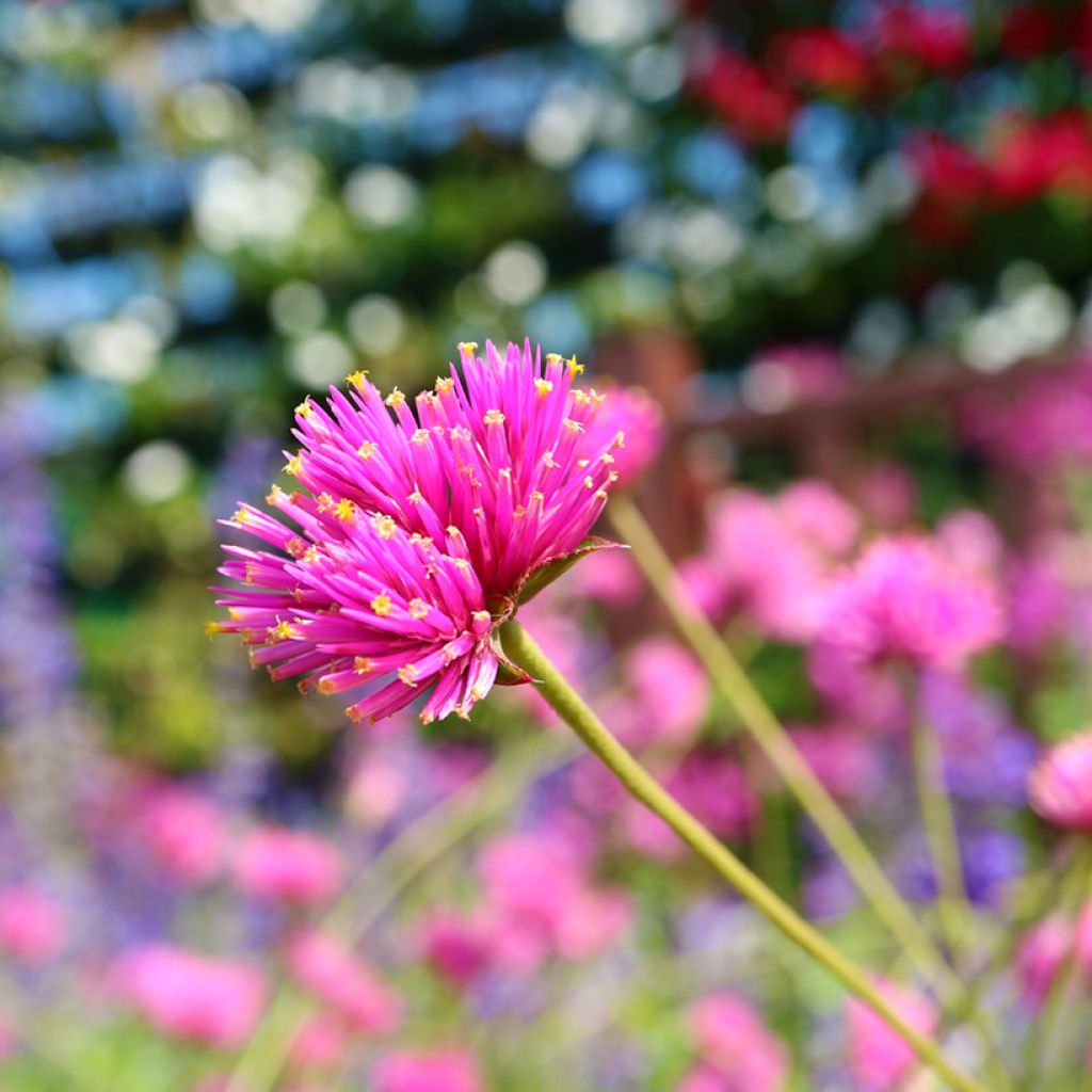 Gomphrena pulchella Truffula Pink - Amarantino