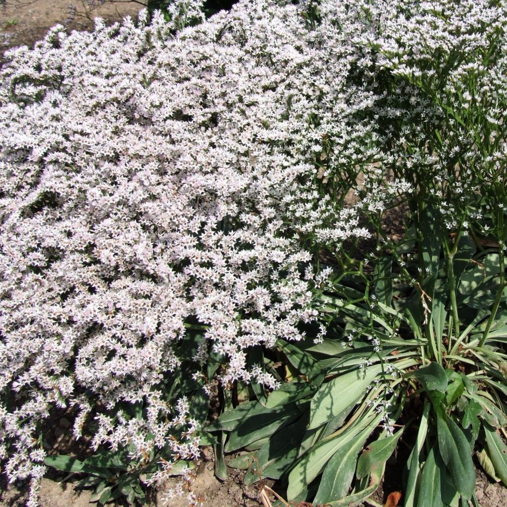 Goniolimon tataricum - Limonium - Statice vivace