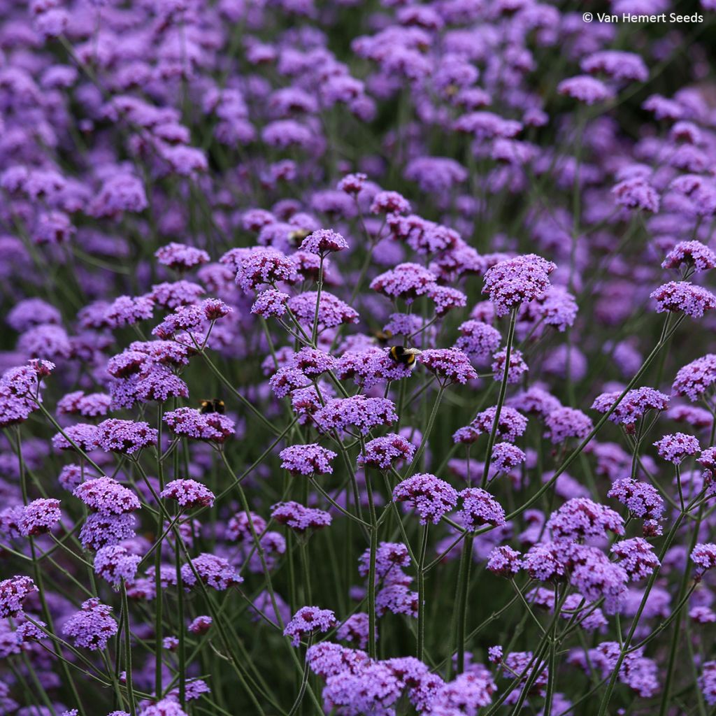 Verbena di Buenos Aires Vanity (semi)