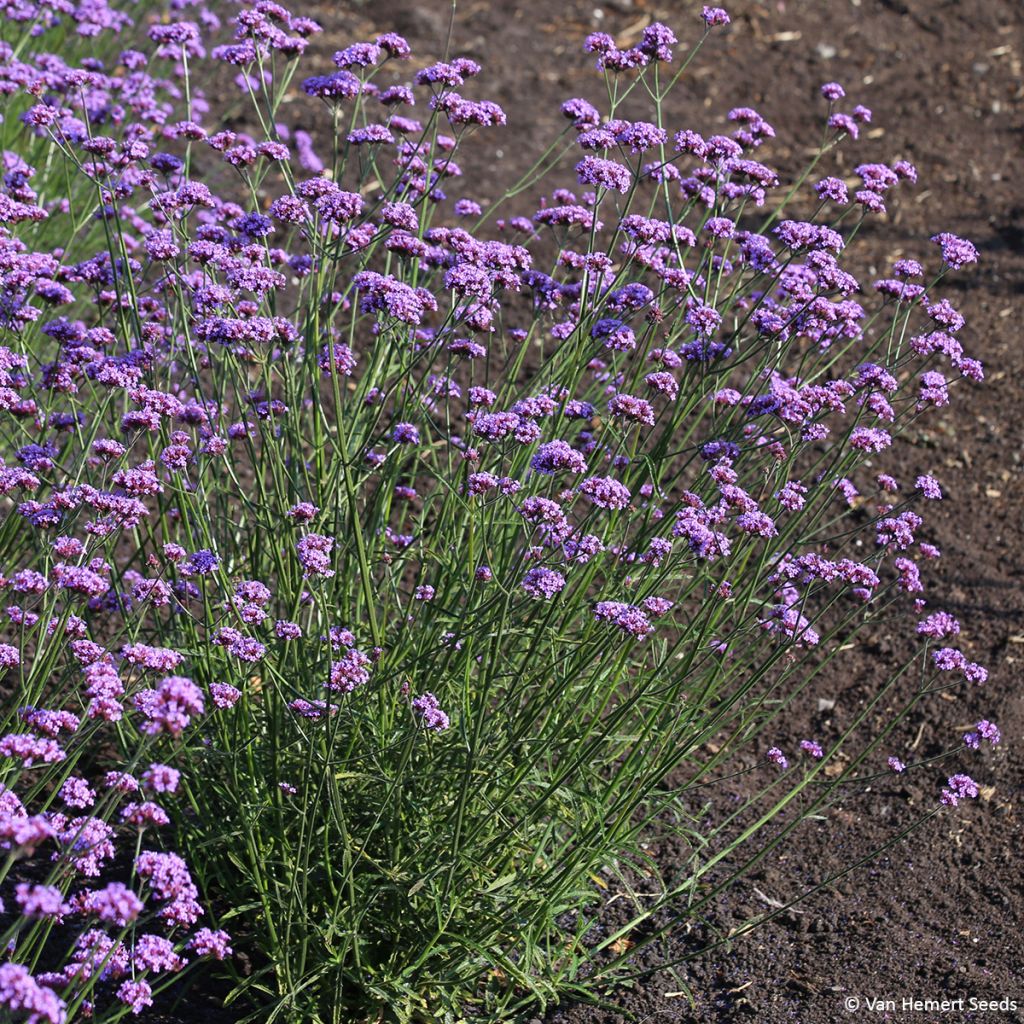 Verbena di Buenos Aires Vanity (semi)