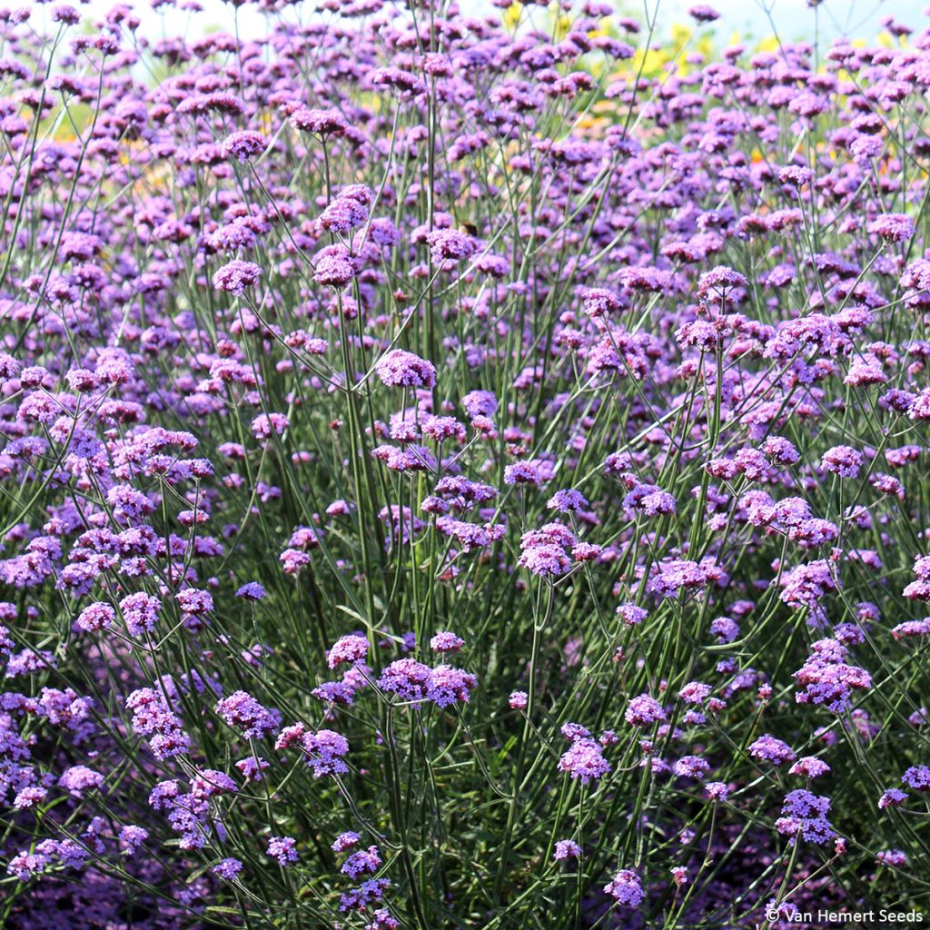 Verbena di Buenos Aires Vanity (semi)