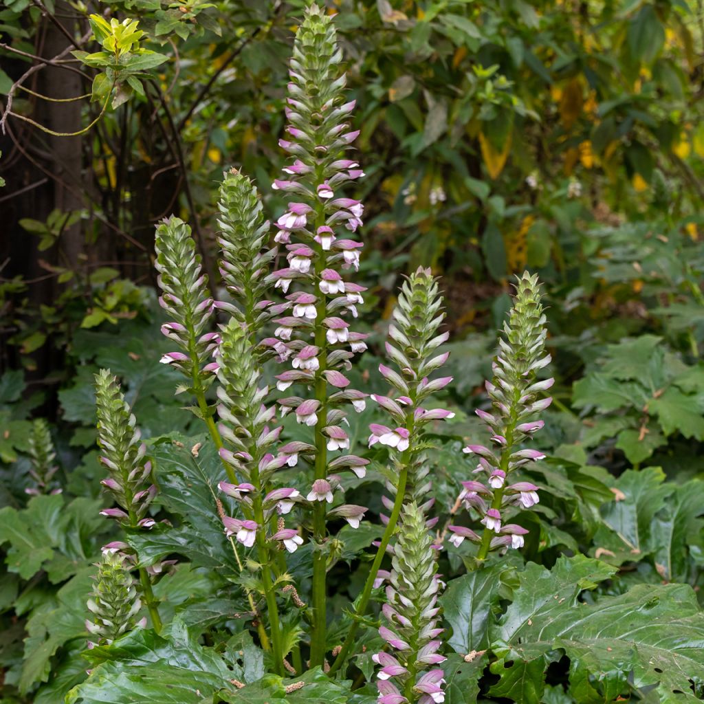 Acanthus mollis (semi) - Acanto