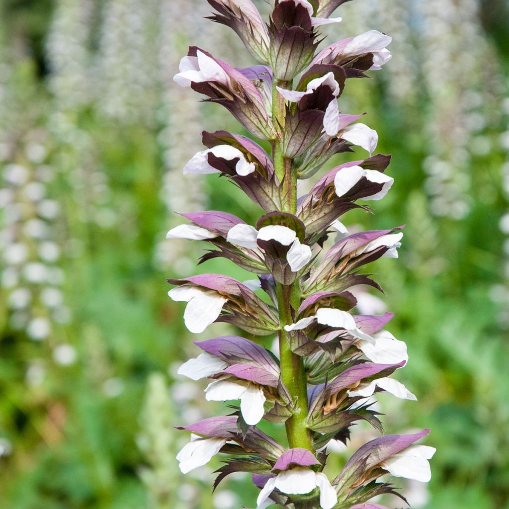 Acanthus mollis (semi) - Acanto