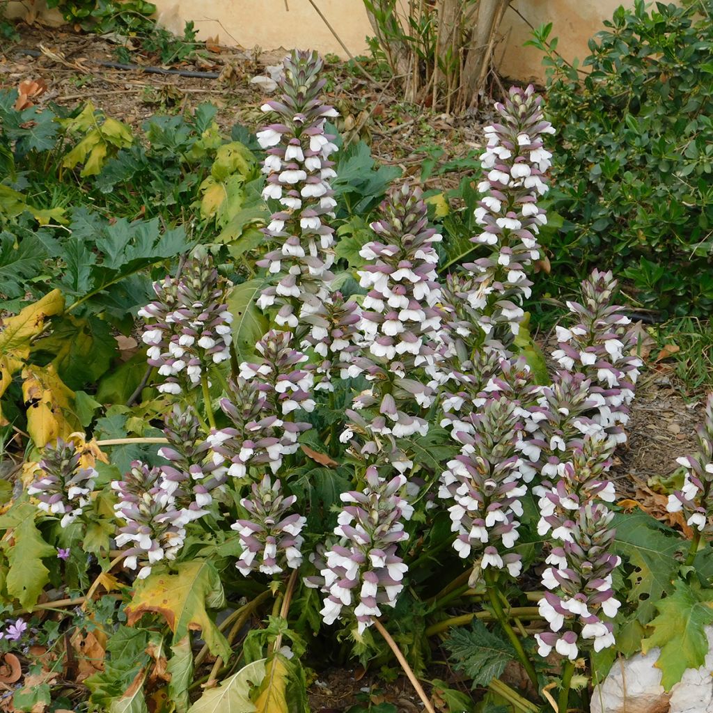 Acanthus mollis (semi) - Acanto