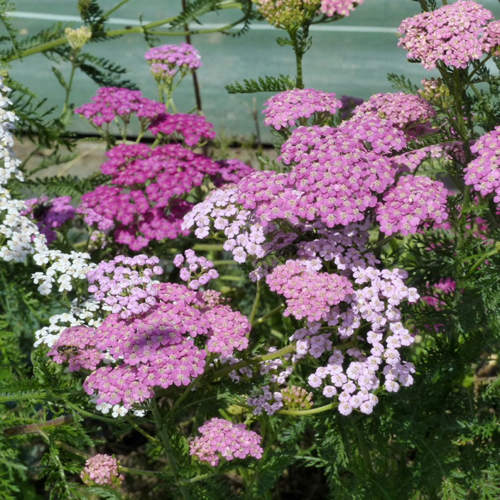 Achillea millefolium Cerise Queen  (semi)