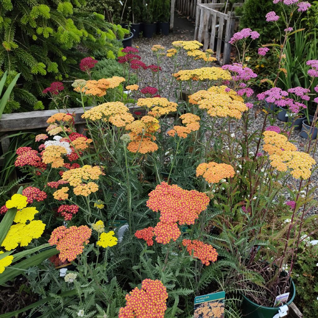 Achillea millefolium Summer Pastels F2 Mix