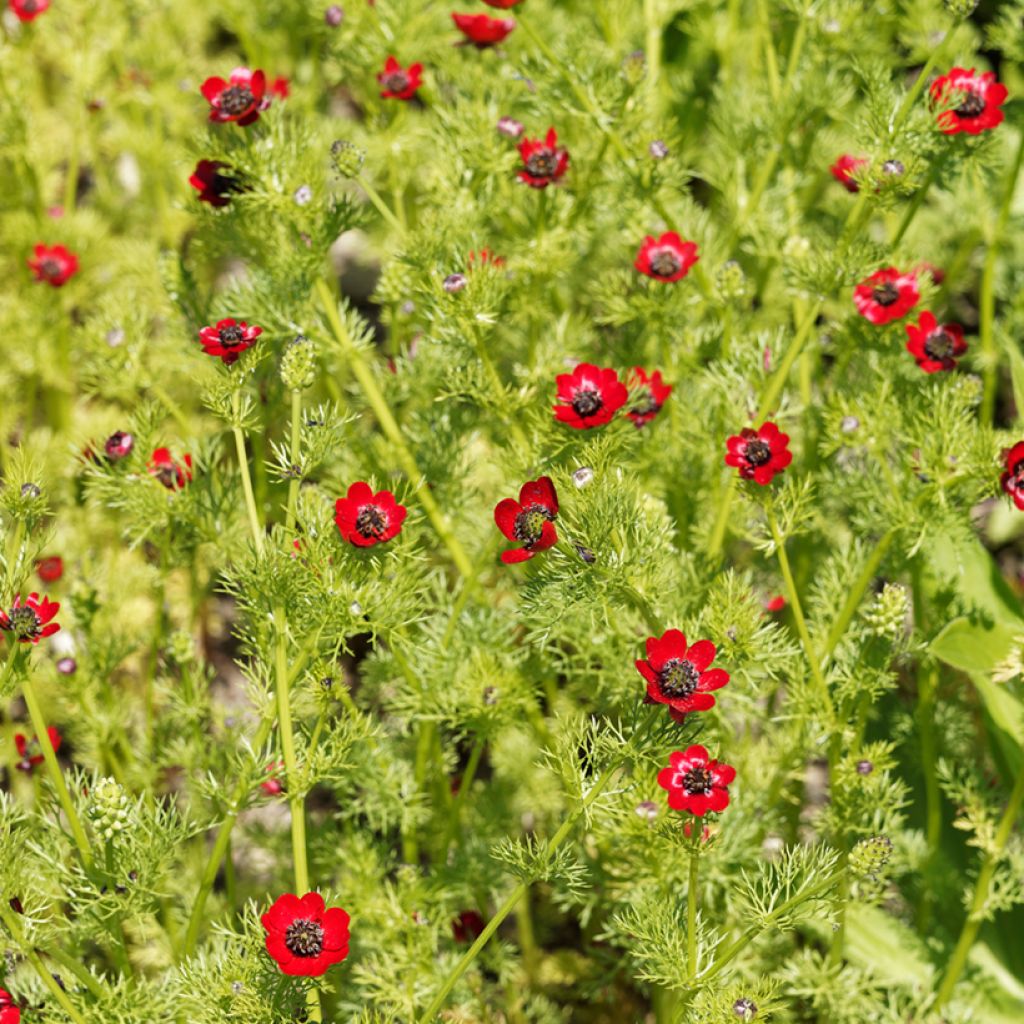 Adonis aestivalis - Adonide estiva