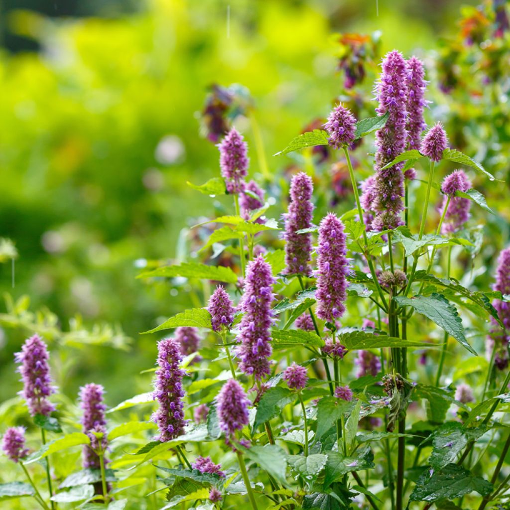 Agastache Arcado Pink