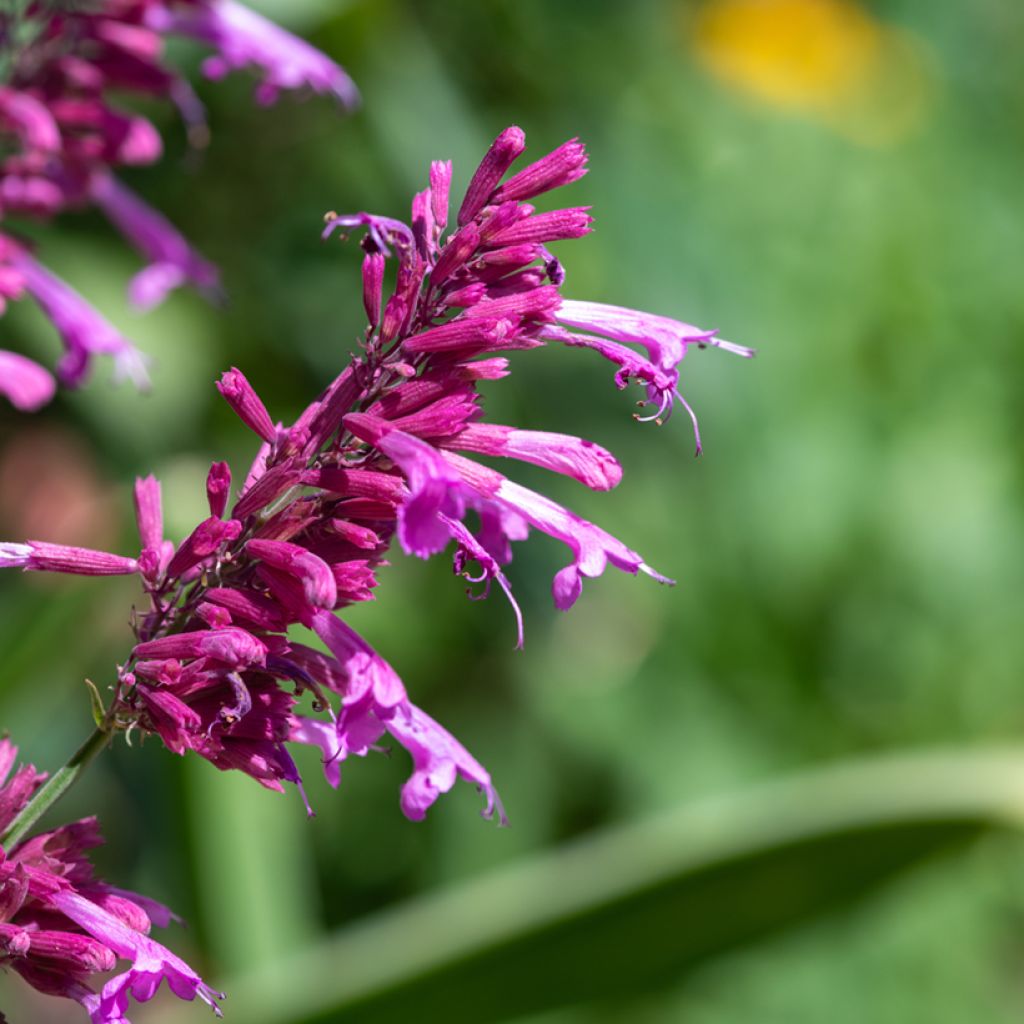 Agastache cana (semi)