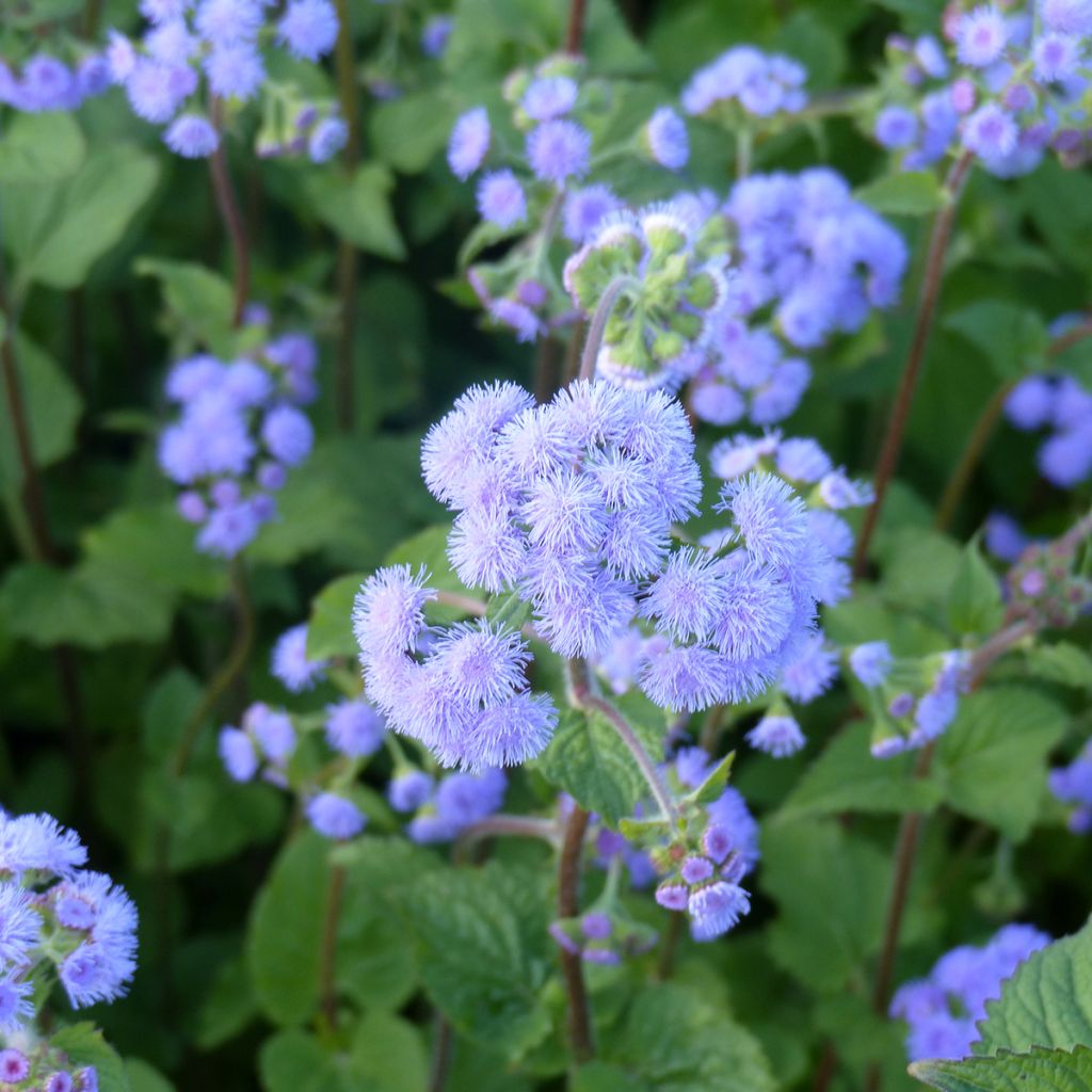 Graines d'Ageratum du Mexique Bouquet Bleu (Bouquet Blue)