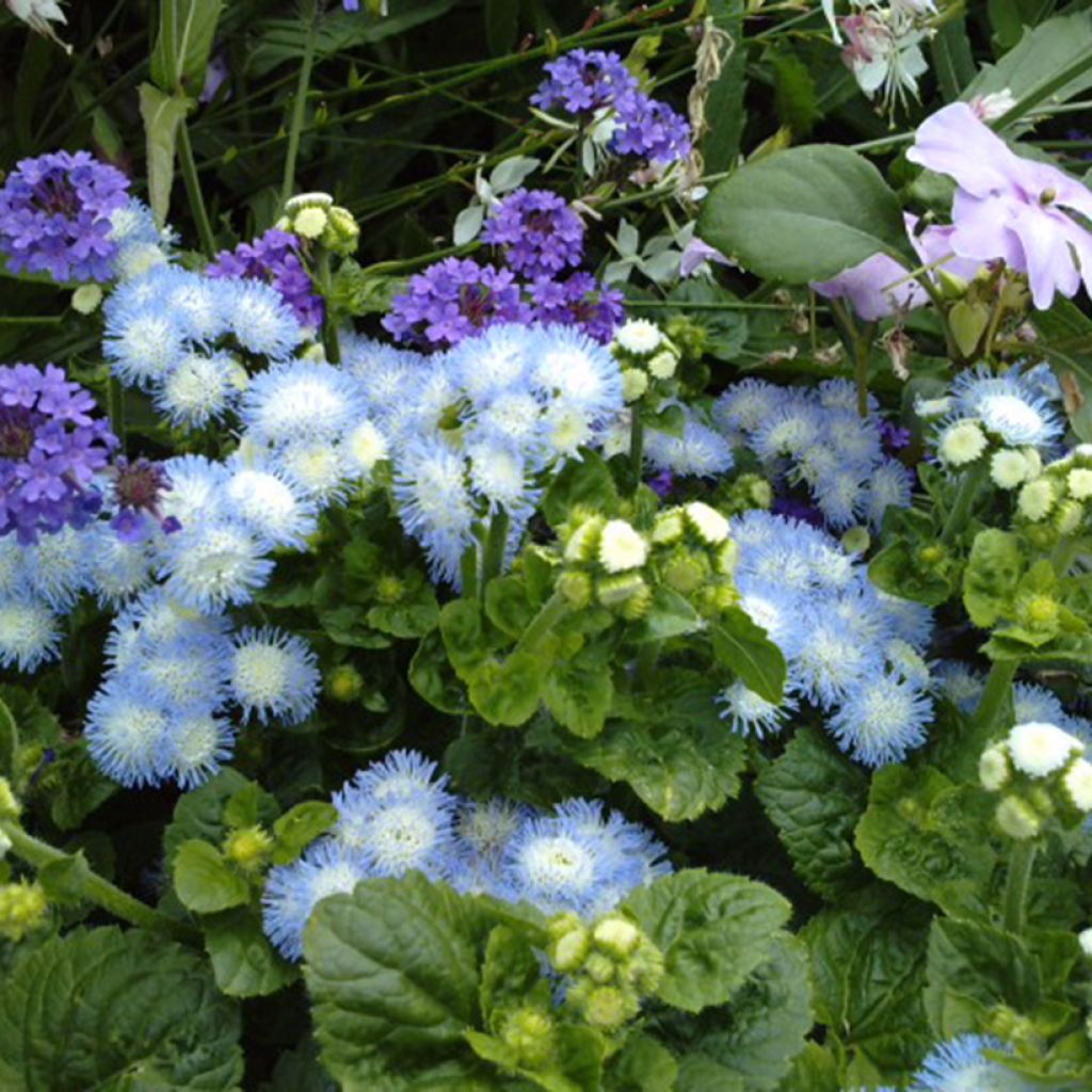 Ageratum houstonianum Bavaria