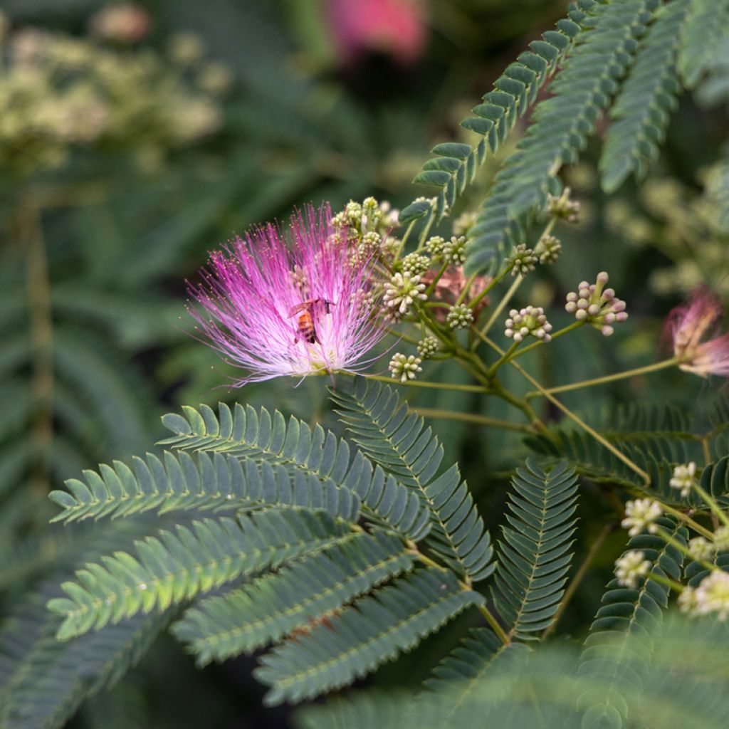 Albizia julibrissin - Acacia di Costantinopoli