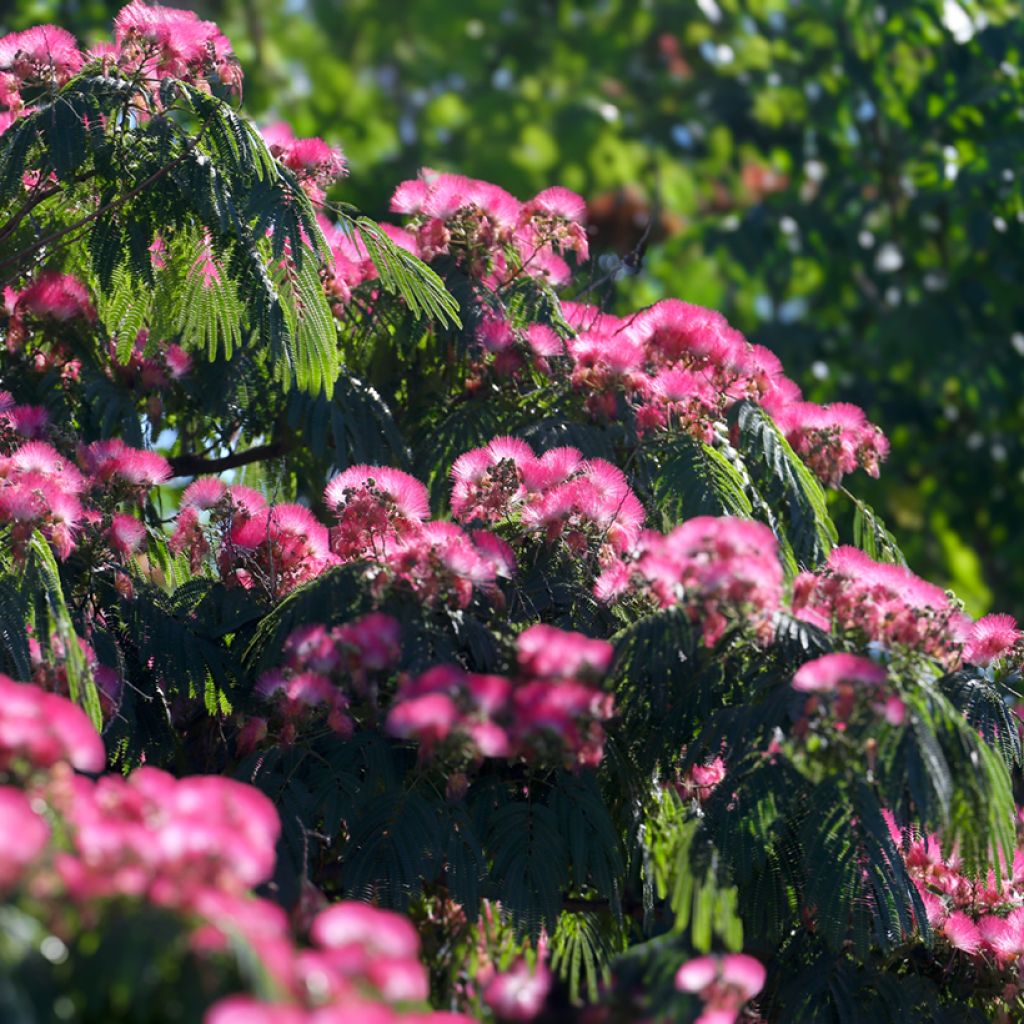 Albizia julibrissin - Acacia di Costantinopoli