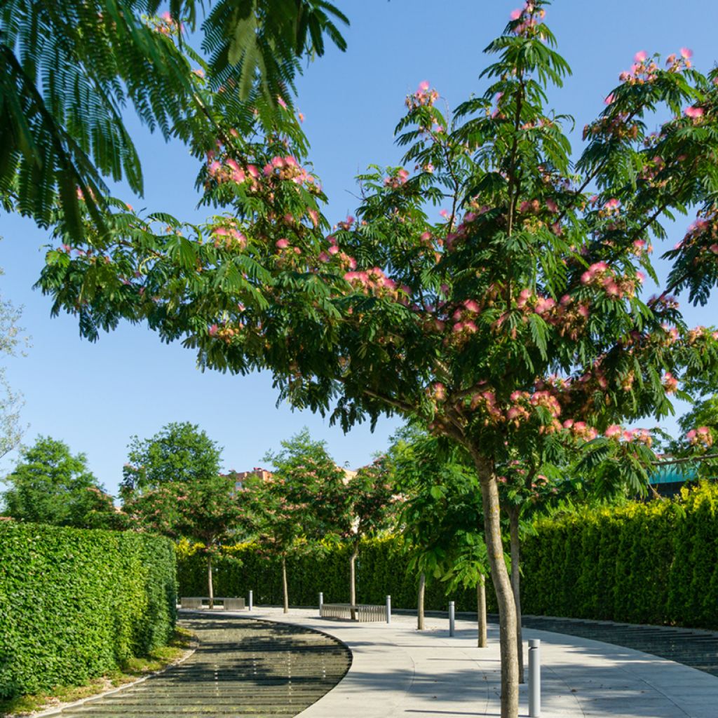 Albizia julibrissin - Acacia di Costantinopoli