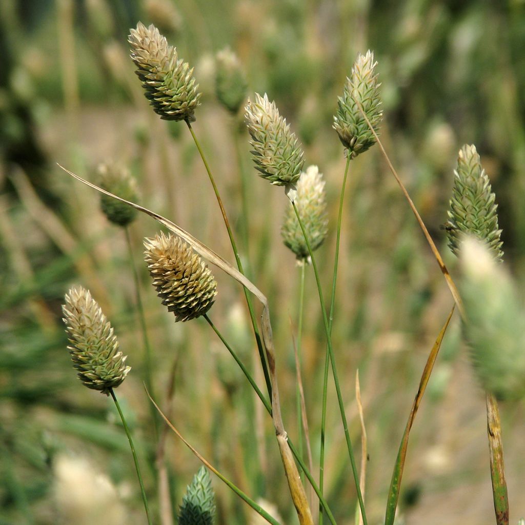 Graines d'Alpiste des Canaries - Phalaris canariensis