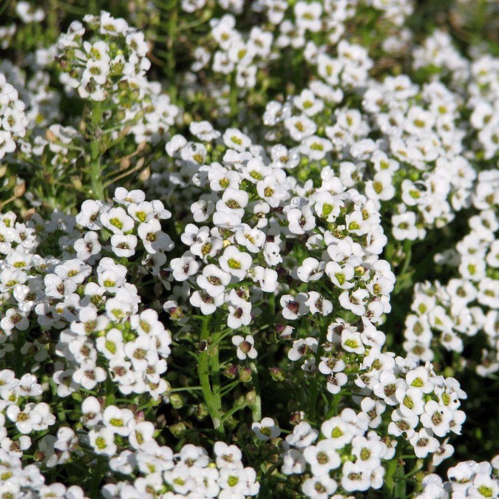 Lobularia maritima procumbens Carpet Of Snow - Alisso marittimo