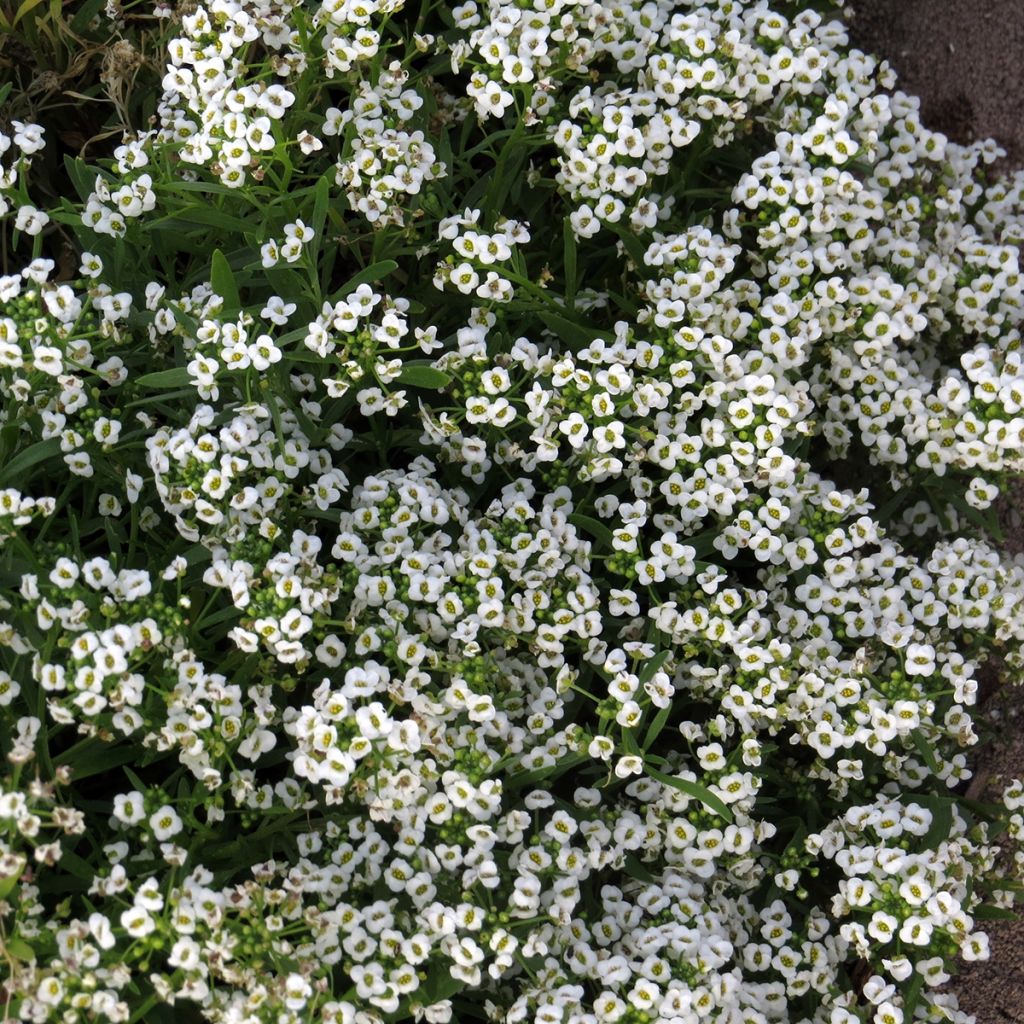 Lobularia maritima procumbens Carpet Of Snow - Alisso marittimo