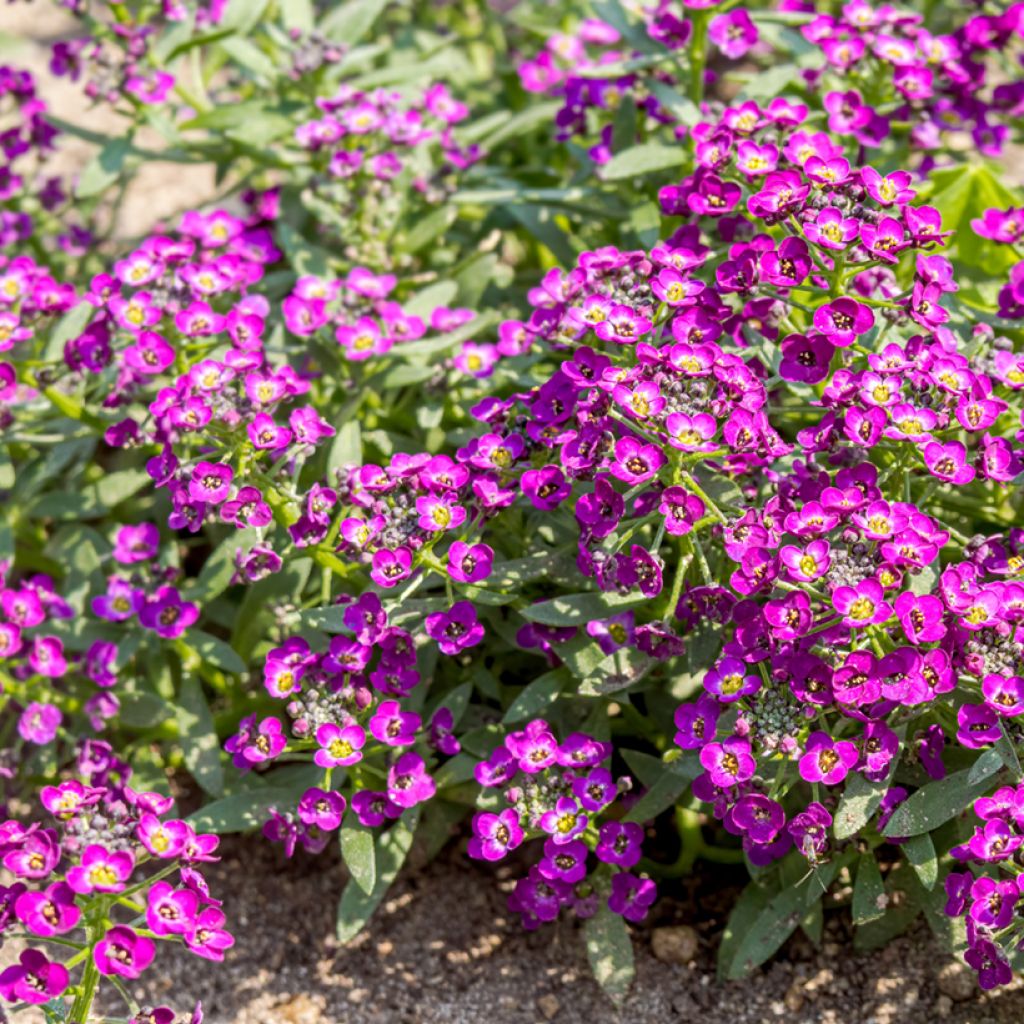 Lobularia maritima procumbens Oriental Nights - Alisso marittimo