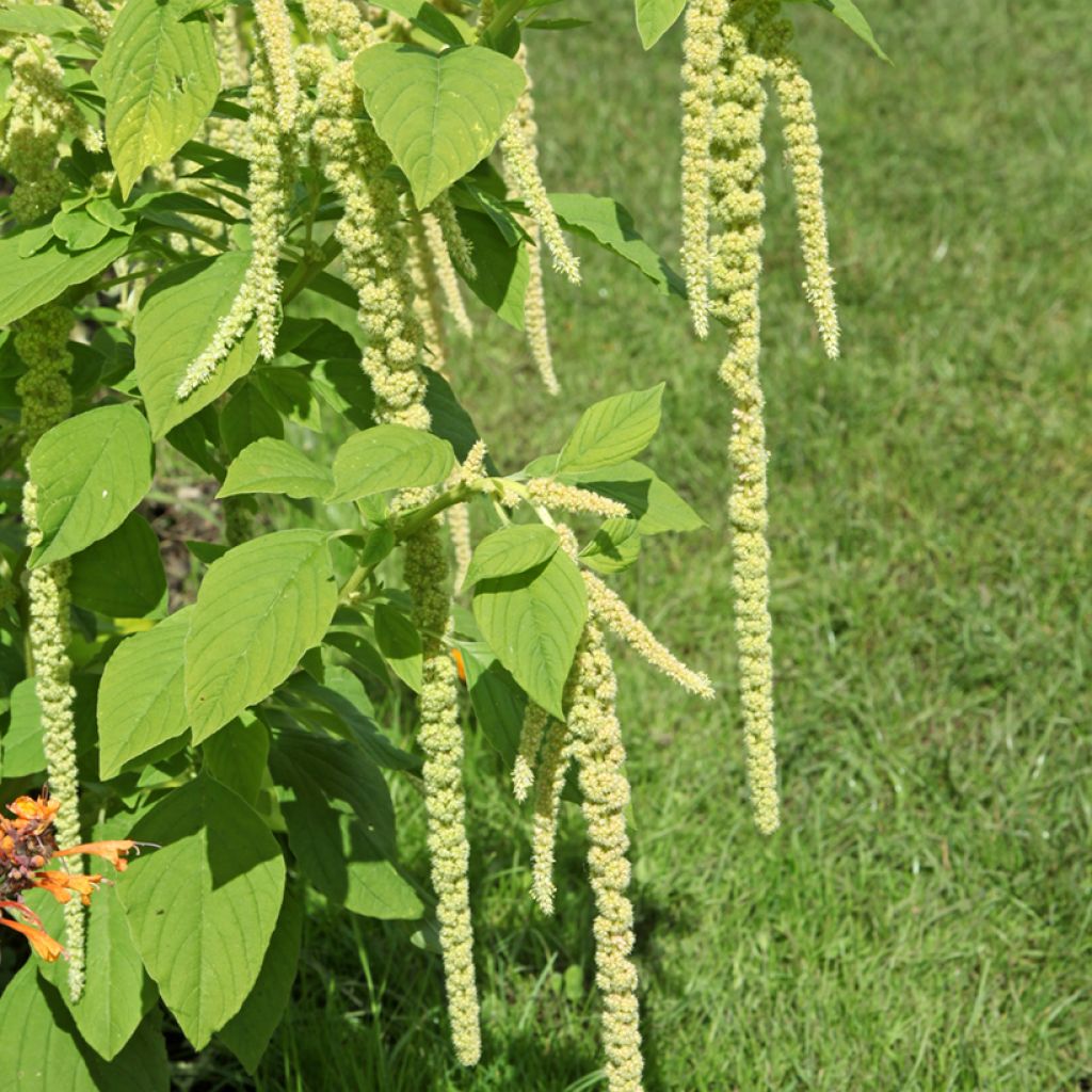 Amaranto Green Cascade - Amaranthus