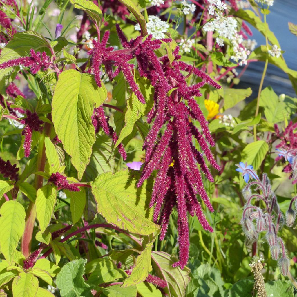 Amaranto Red Cascade - Amaranthus