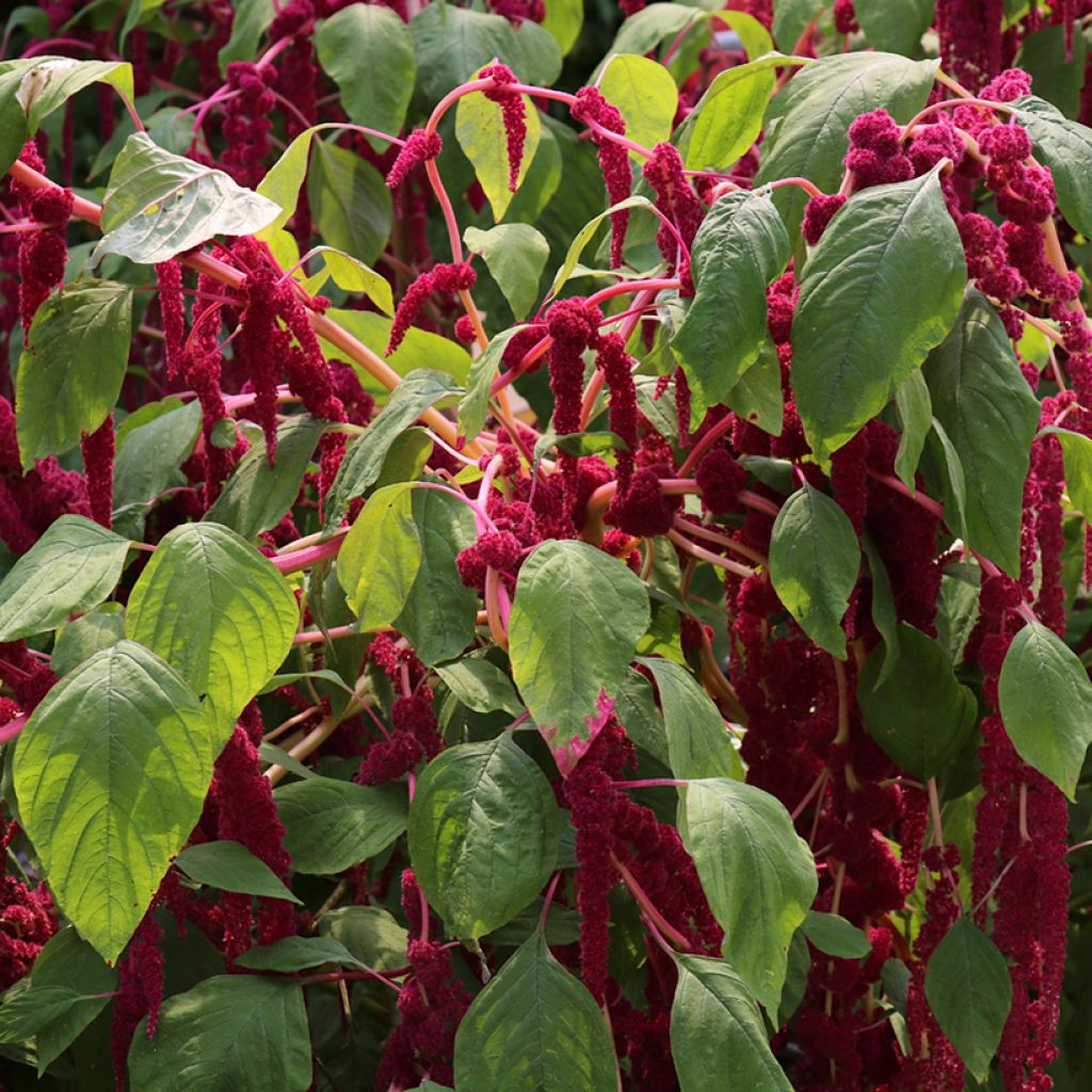 Amaranto Red Cascade - Amaranthus