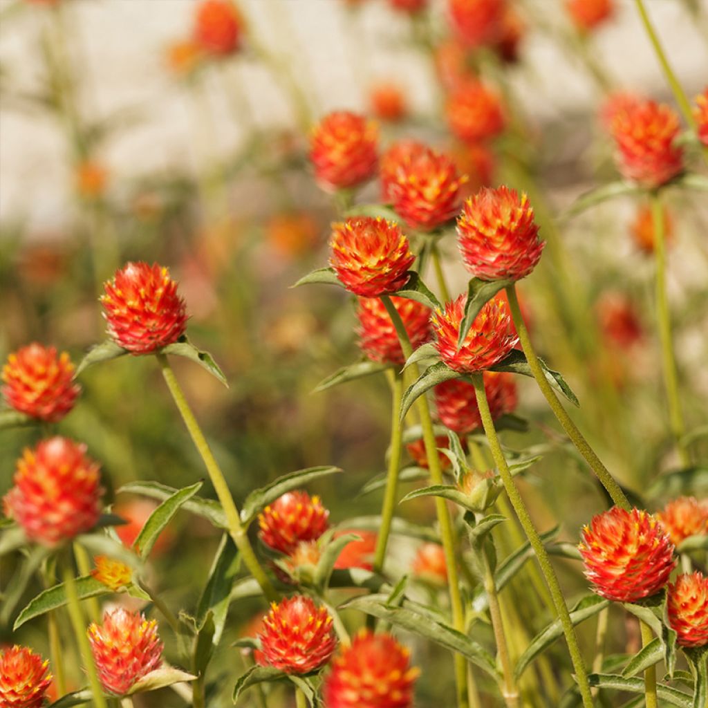 Gomphrena globosa Orange (semi) - Amarantino perpetuino