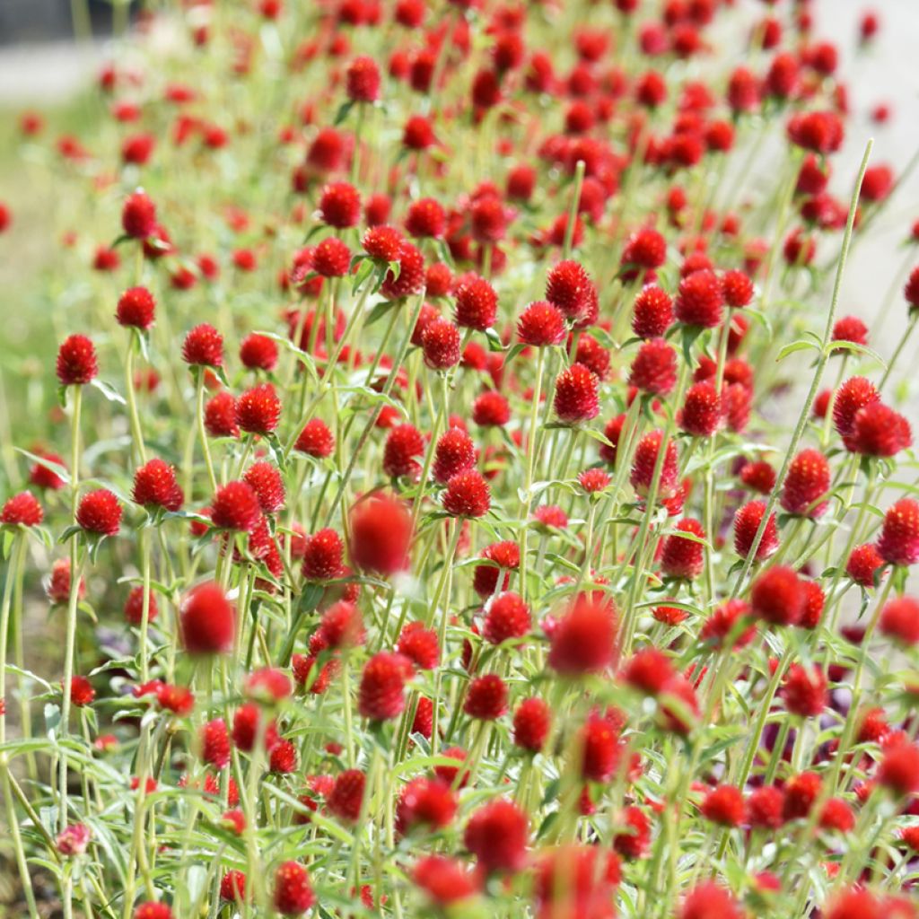 Gomphrena haageana Strawberry Fields - Amarantino