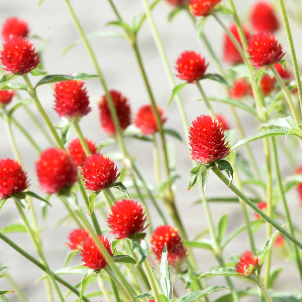 Gomphrena haageana Strawberry Fields - Amarantino