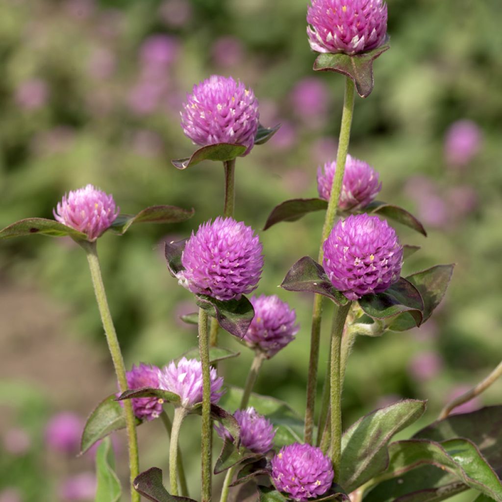 Gomphrena globosa Lavender Lady (semi) - Amarantino perpetuino