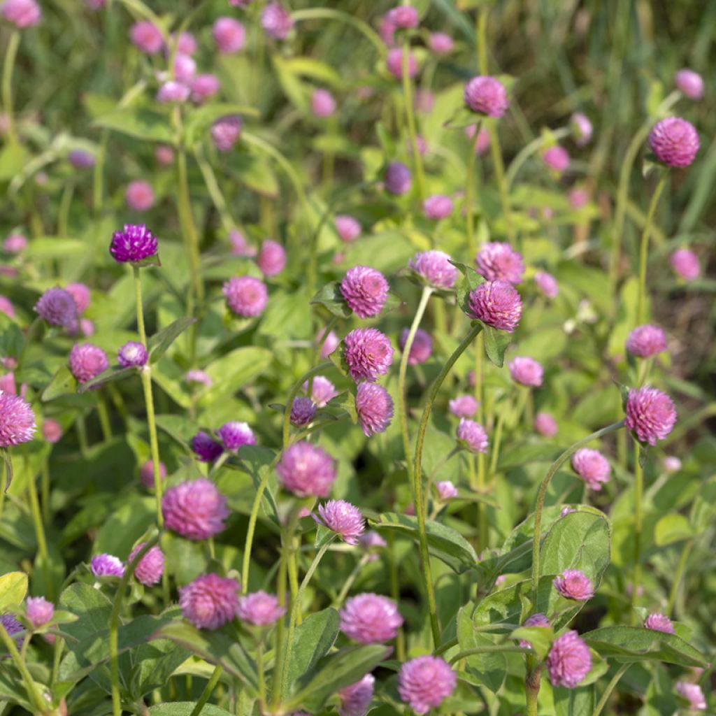 Gomphrena globosa Salmon Pastel (semi) - Amarantino perpetuino