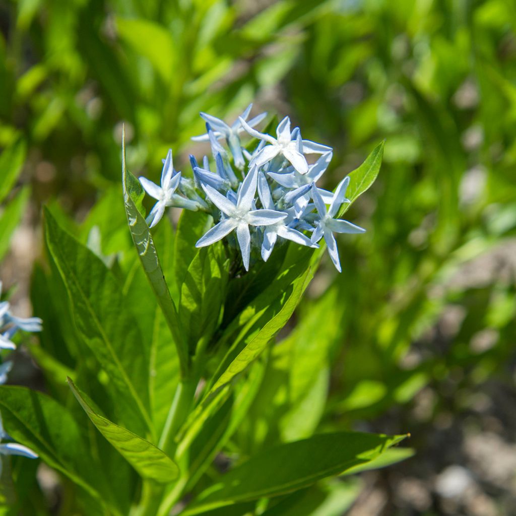 Amsonia tabernaemontana