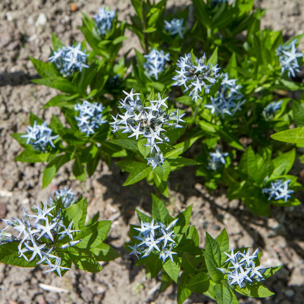 Amsonia tabernaemontana