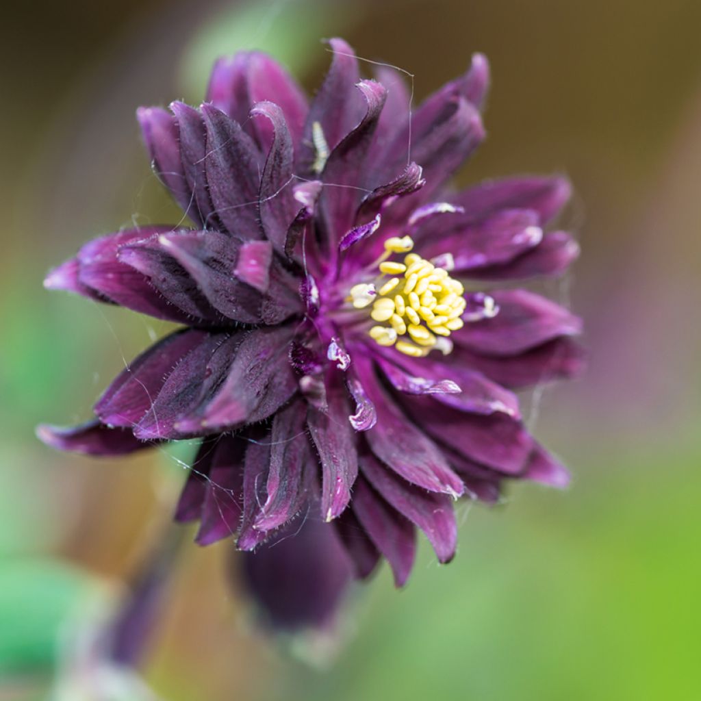 Aquilegia vulgaris Miss M.J. Huish