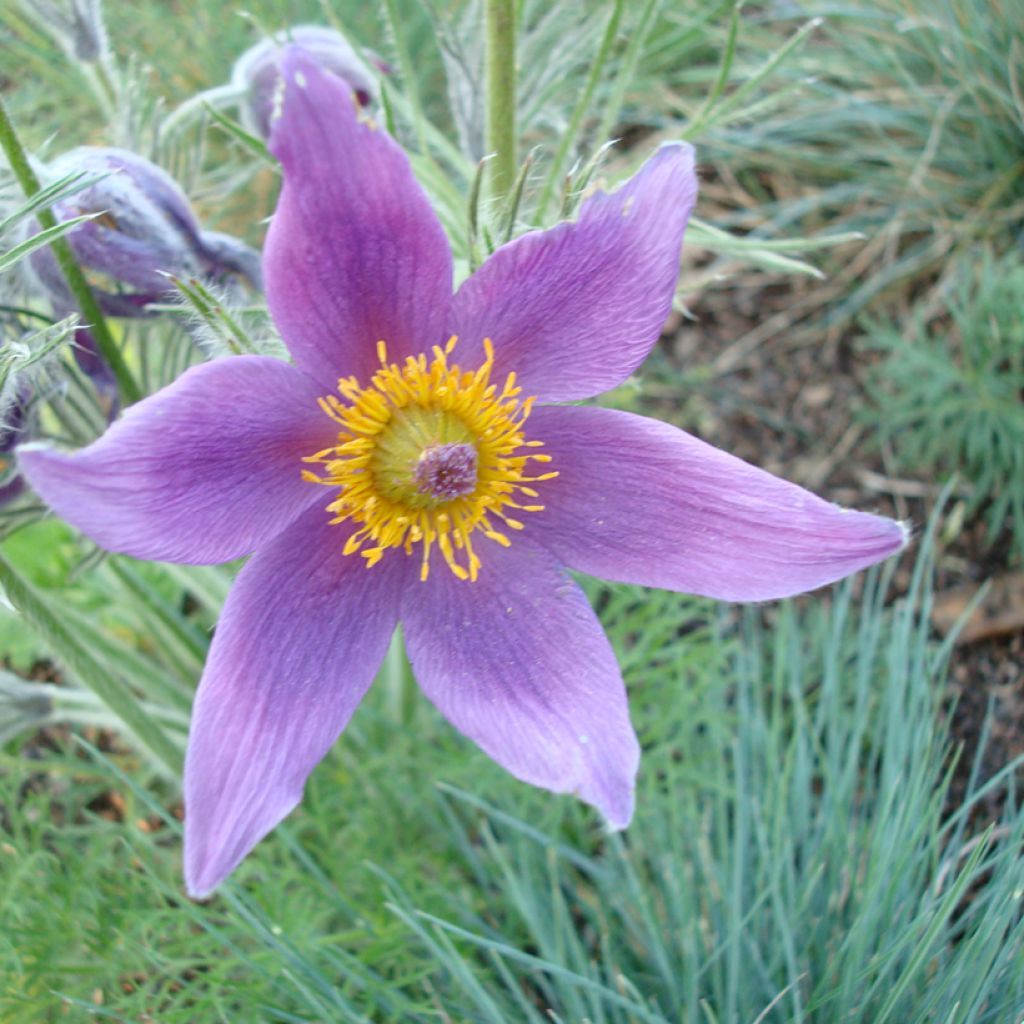 Pulsatilla vulgaris Violet (semi) - Fiore di Pasqua