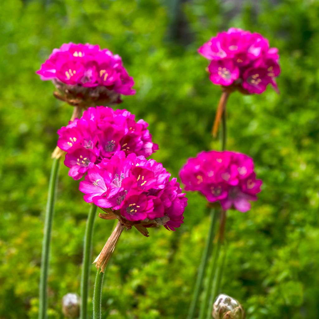 Armeria maritima Splendens (semi)