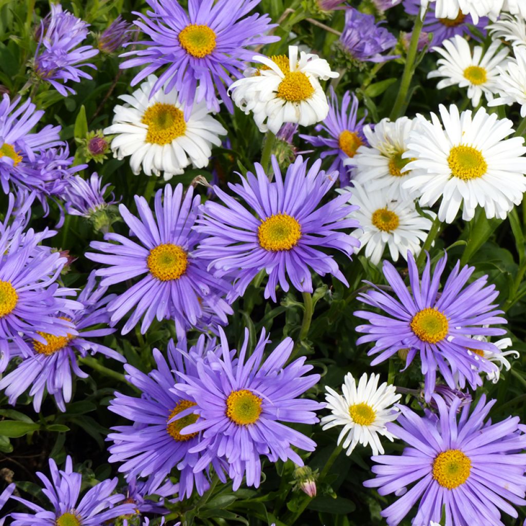 Aster alpinus - Astro alpino