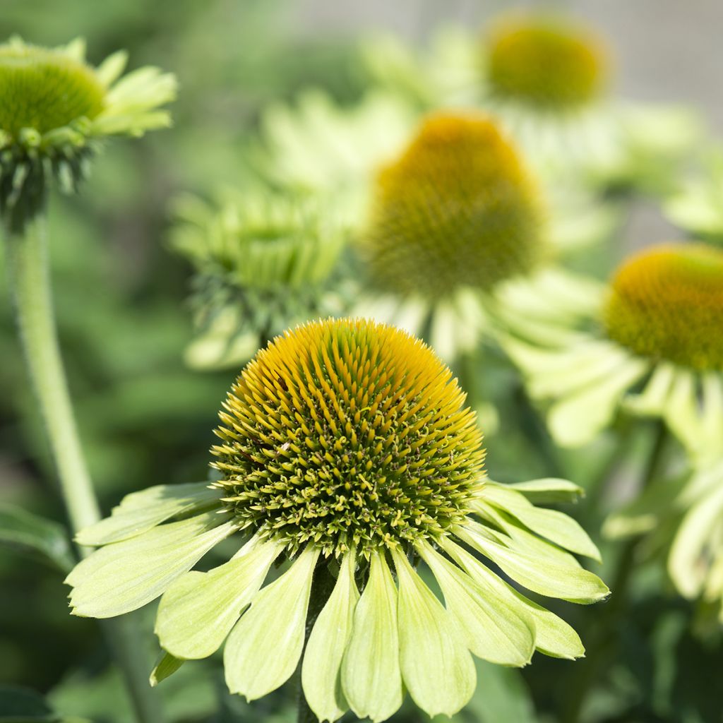 Echinacea purpurea Alan's Pride