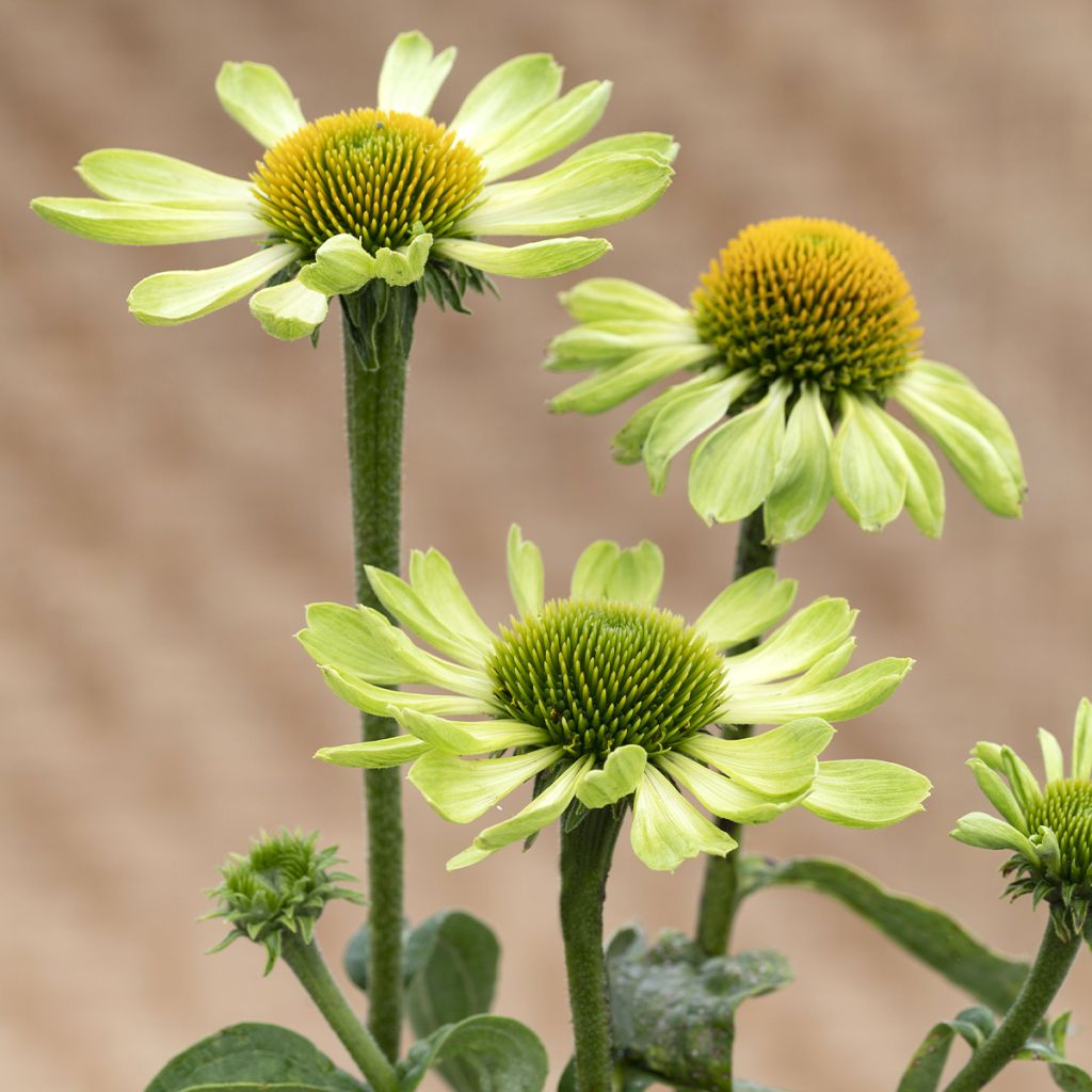 Echinacea purpurea Alan's Pride