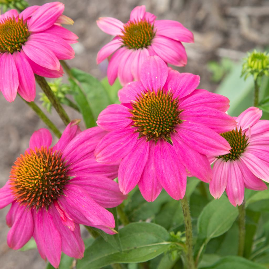 Echinacea purpurea Pow Wow Wild Berry