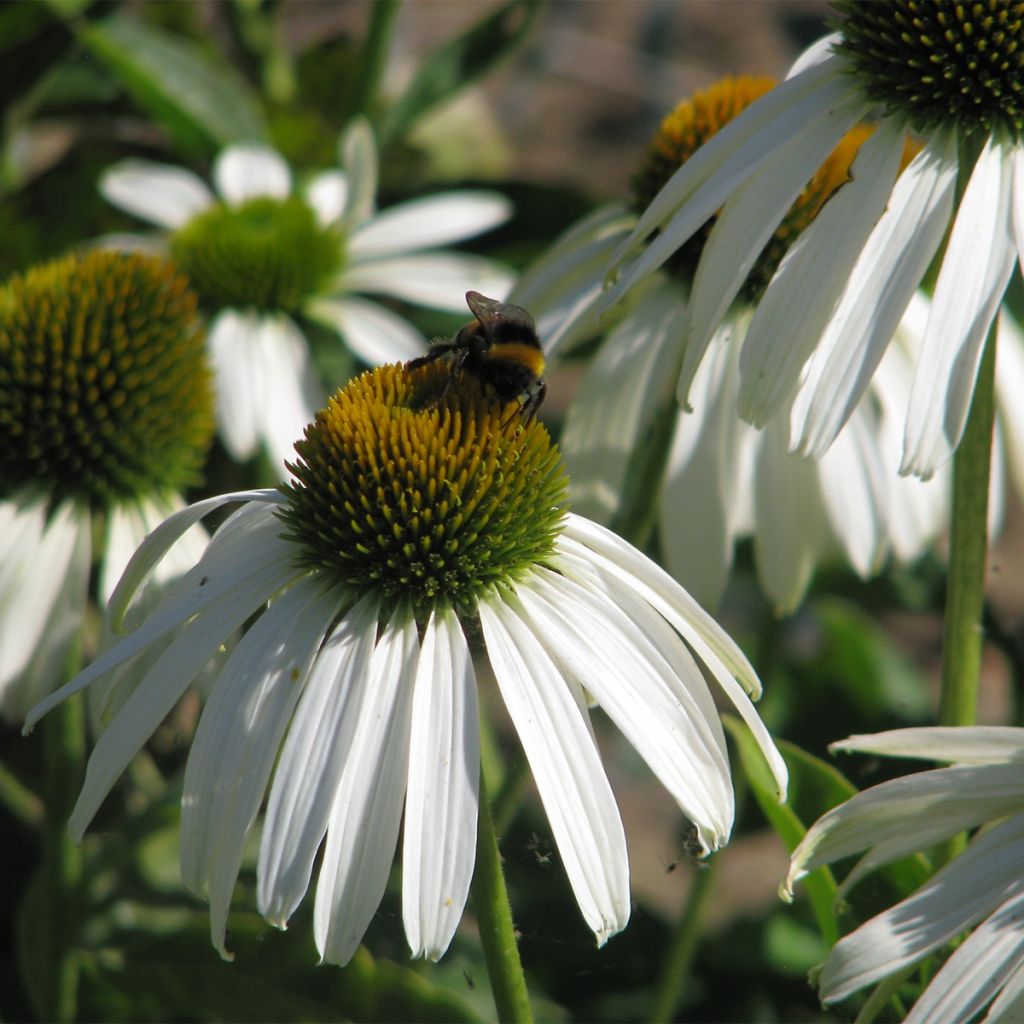 Echinacea purpurea White Swan