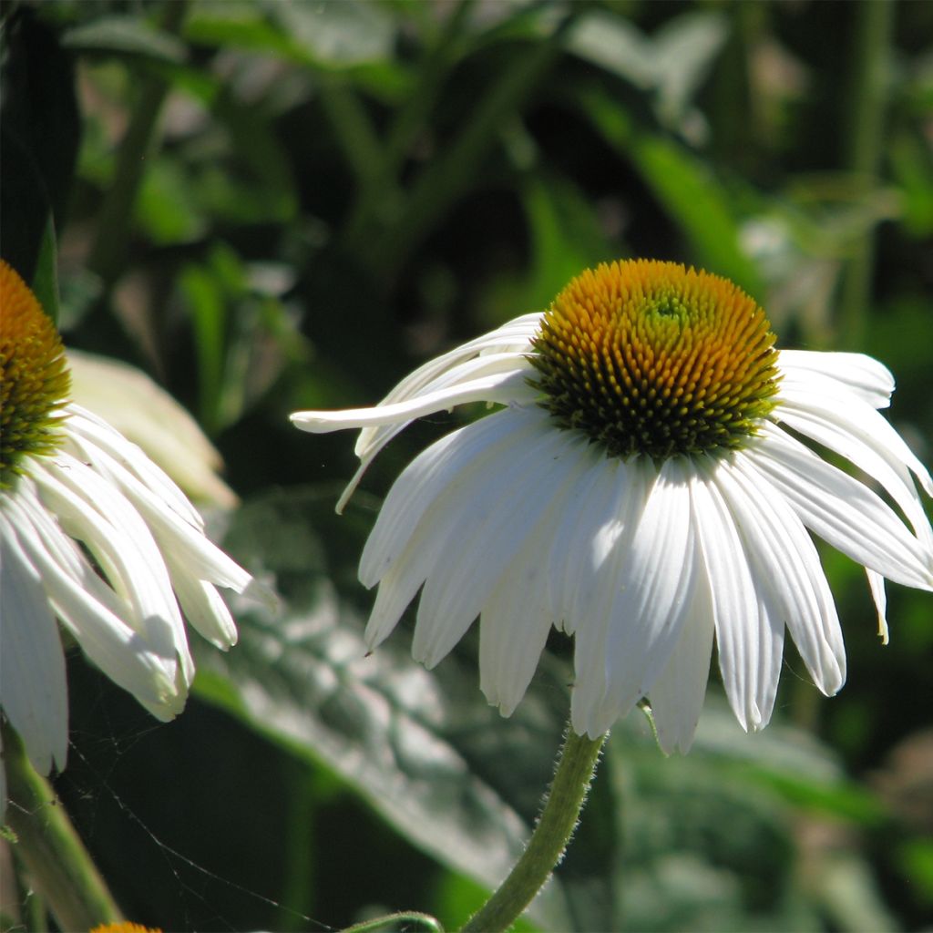 Echinacea purpurea White Swan